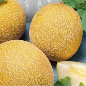 Melon Seeds – Lesya