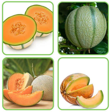 Melon Seeds – Mixed Cantaloupe