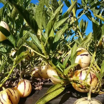 Melon Seeds – Pear