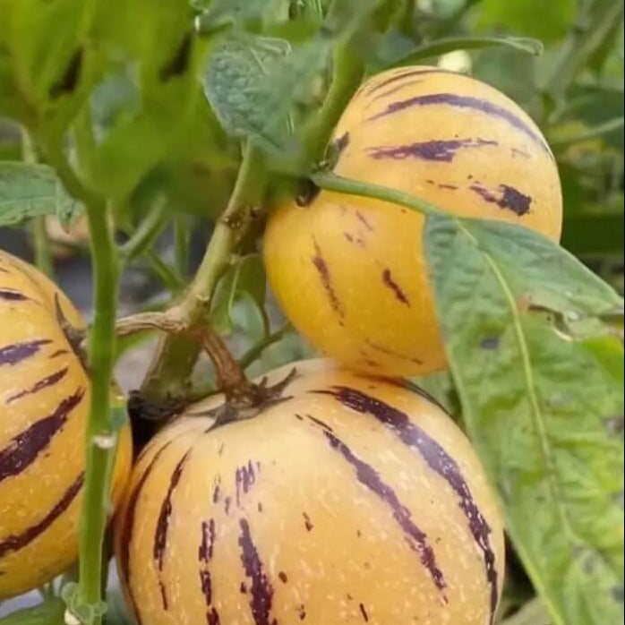 Melon Seeds – Pepino Dulce