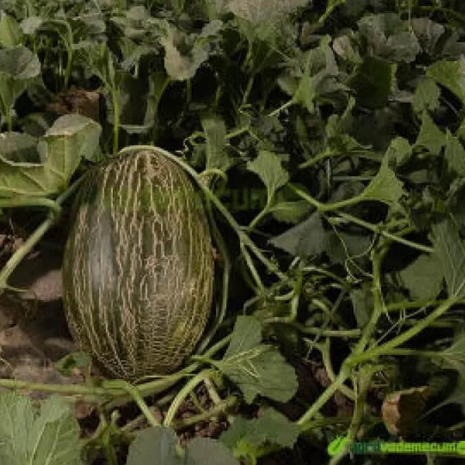 Melon Seeds – Pinonet