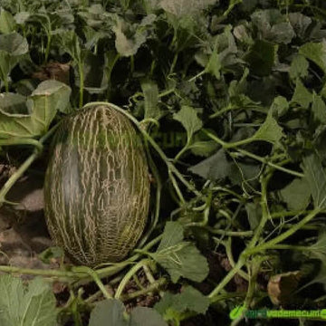 Melon Seeds – Pinonet