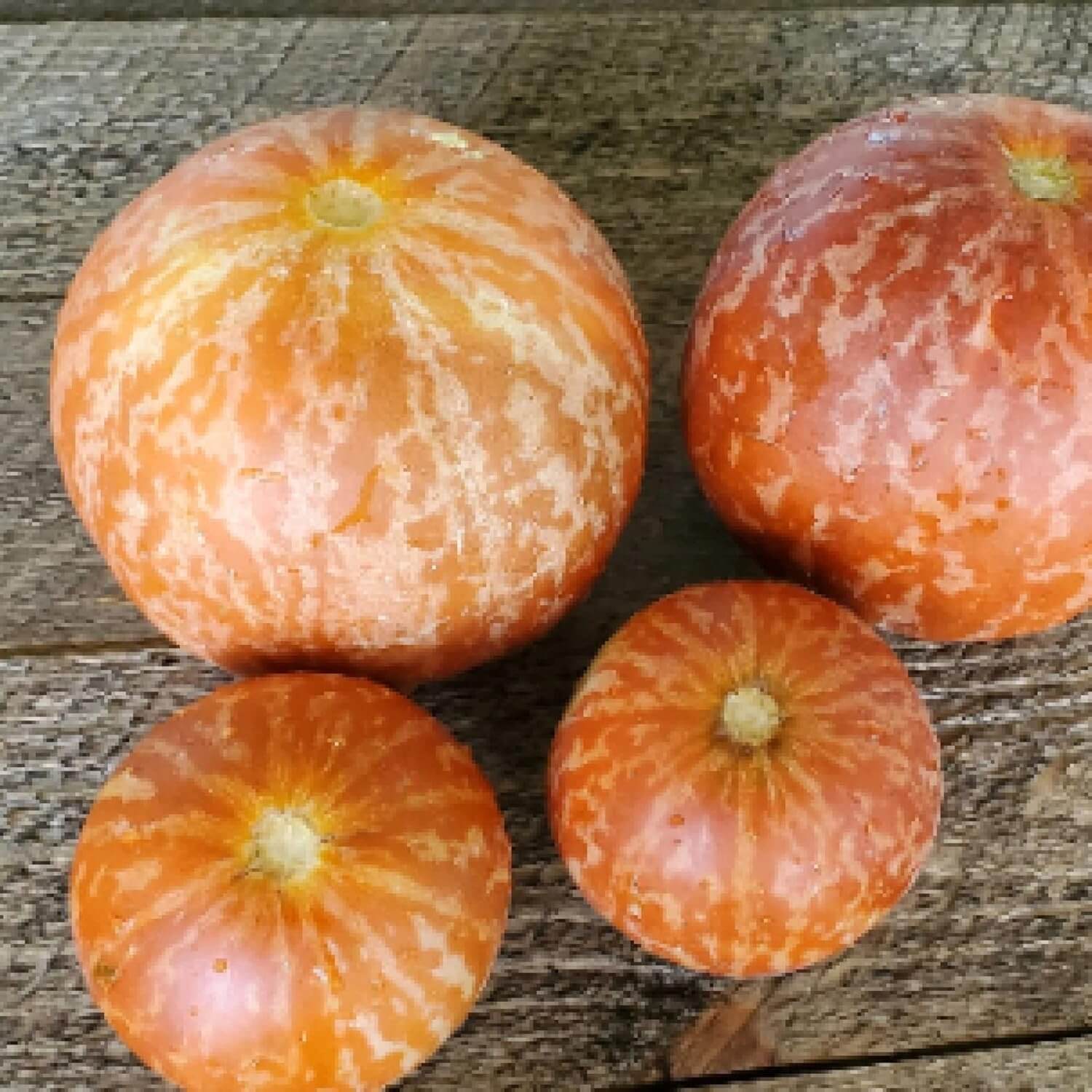 Melon Seeds – Pocket