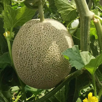Melon Seeds – Red and Green Hami