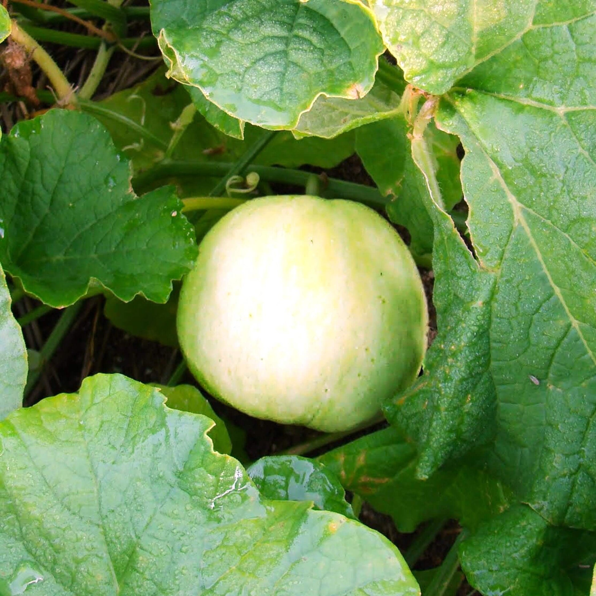 Melon Seeds – Sakata's Sweet