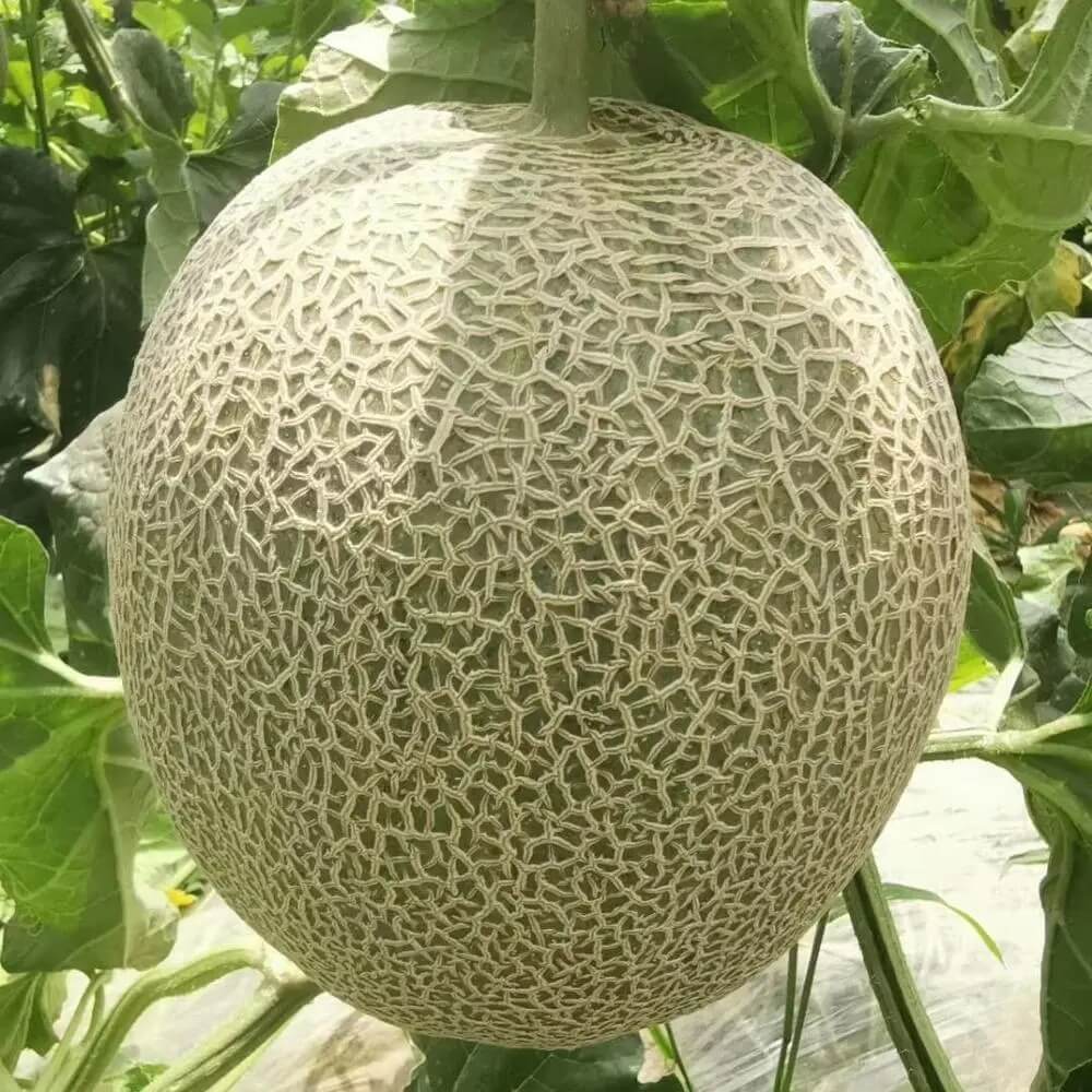 Melon Seeds – Sweet Hami