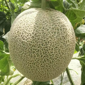 Melon Seeds – Sweet Hami