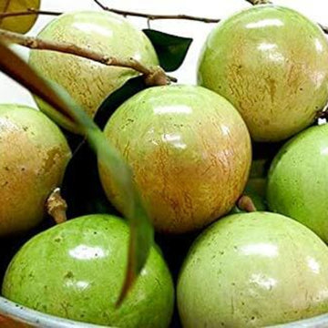 Melon Seeds – Vietnam Milk