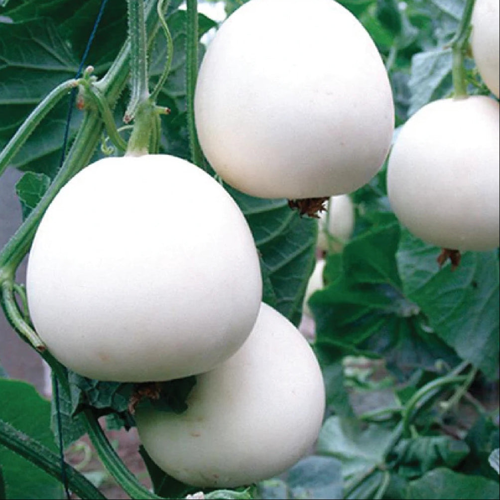 Melon Seeds – White Cantaloupe
