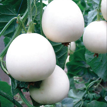 Melon Seeds – White Cantaloupe