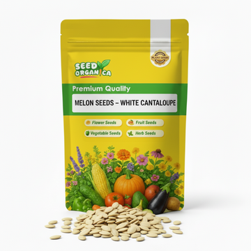 Melon Seeds – White Cantaloupe