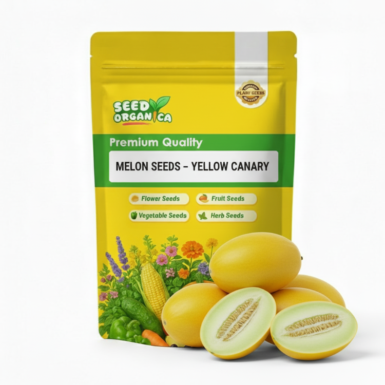 Melon Seeds – Yellow Canary