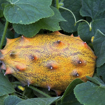Melon Seeds – Yellow Kiwano