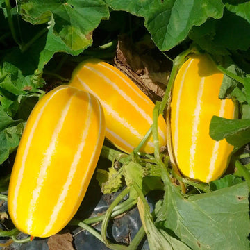 Melon Seeds – Yellow Korean