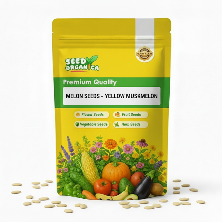 Melon Seeds – Yellow Muskmelon