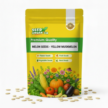 Melon Seeds – Yellow Muskmelon