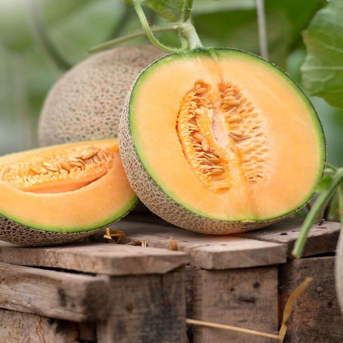 Melon Seeds – Standard Sweet