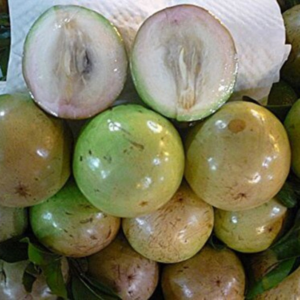 Melon Seeds – Vietnam Milk