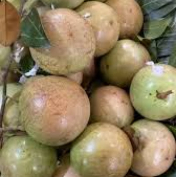 Melon Seeds – Vietnam Milk