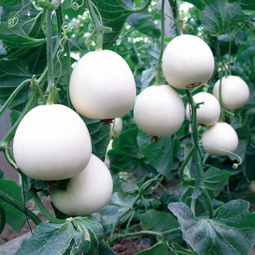 Melon Seeds – White Cantaloupe