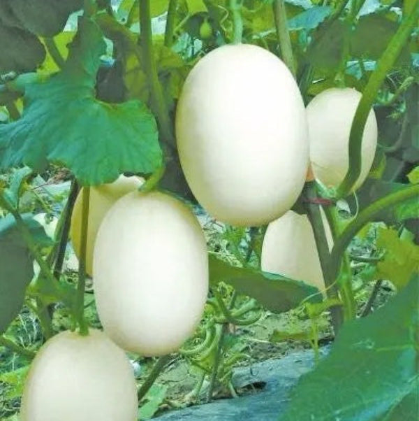 Melon Seeds – White Cantaloupe
