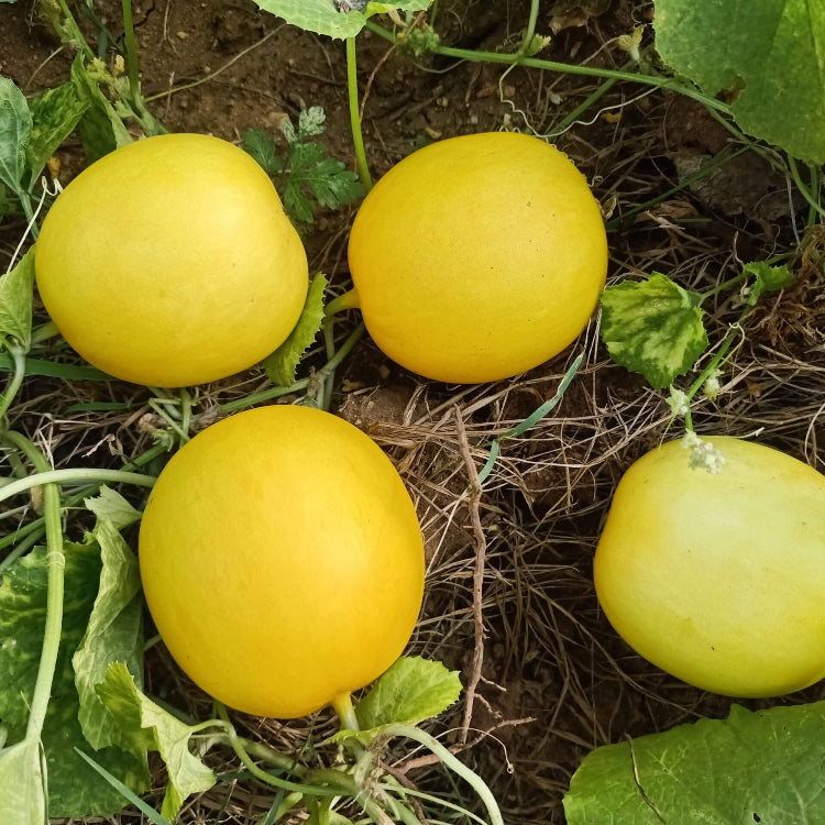 Melon Seeds – Yellow