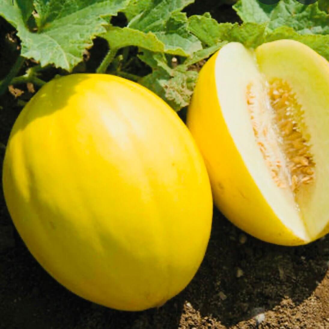 Melon Seeds – Yellow Canary