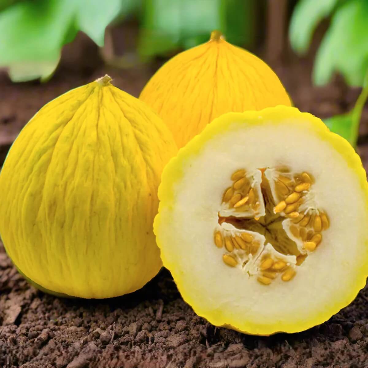 Melon Seeds – Yellow Casaba