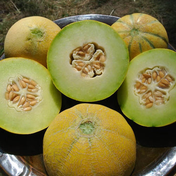 Melon Seeds – Yellow Galia