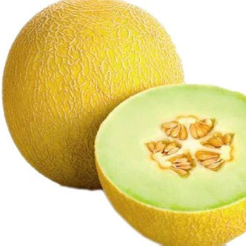 Melon Seeds – Yellow Galia