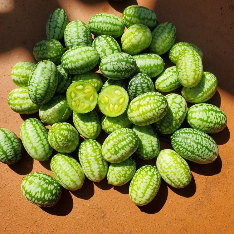 Melothria Scabra Seeds