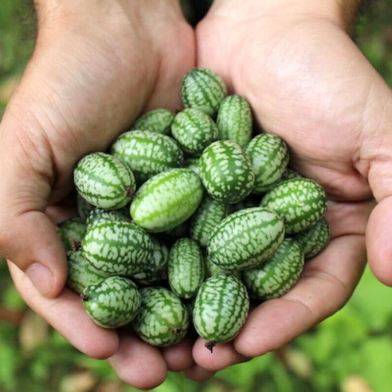 Melothria Scabra Seeds