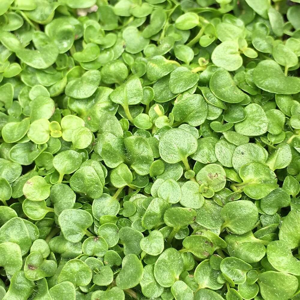 Mentha Requienii Seeds