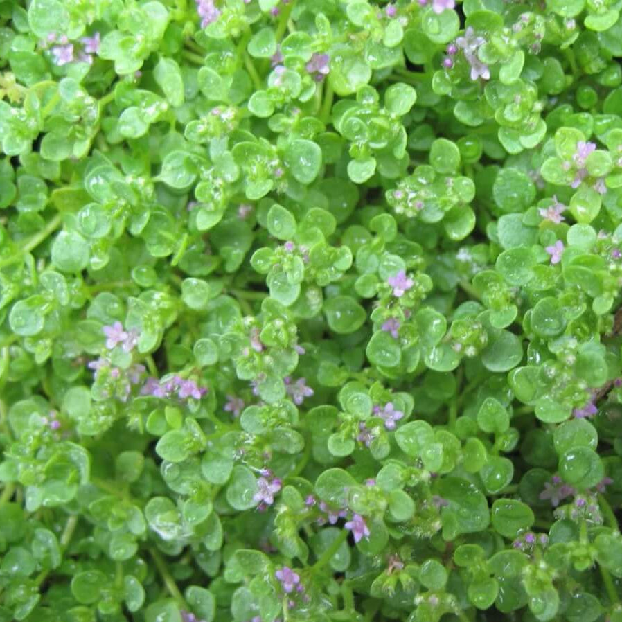 Mentha Requienii Seeds