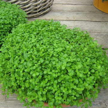 Mentha Requienii Seeds