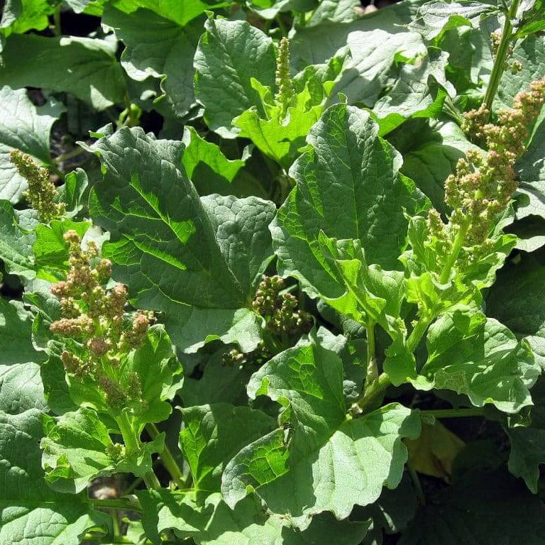 Mercury Goosefoot Seeds - Vegetable Plant