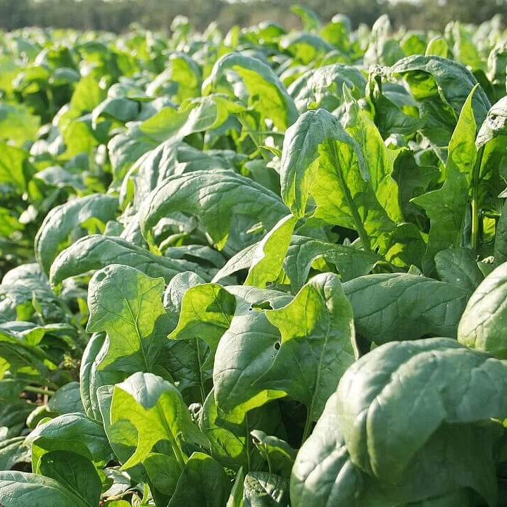 Mercury Goosefoot Seeds - Vegetable Plant