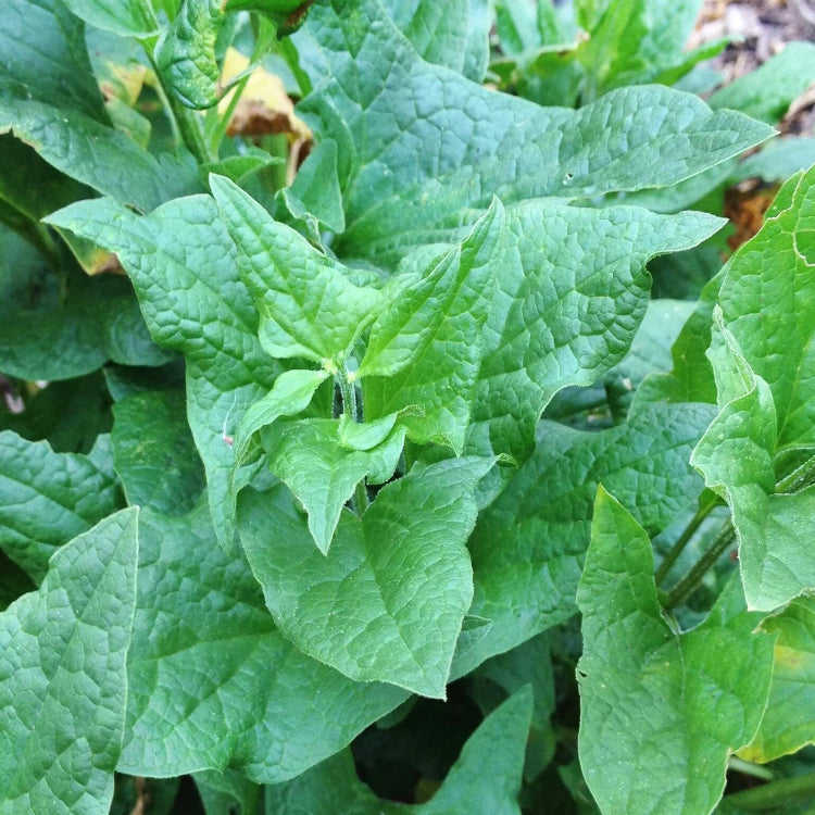 Mercury Goosefoot Seeds - Vegetable Plant