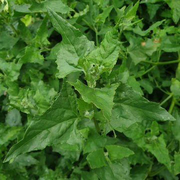 Mercury Goosefoot Seeds - Vegetable Plant
