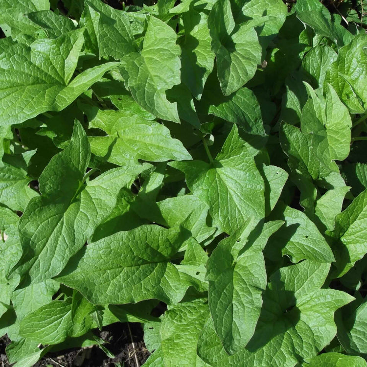 Mercury Goosefoot Seeds - Vegetable Plant