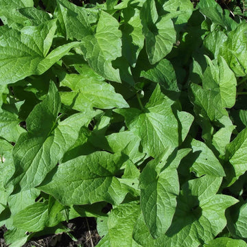 Mercury Goosefoot Seeds - Vegetable Plant