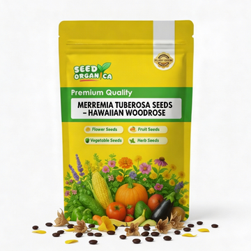 Merremia Tuberosa Seeds – Hawaiian Woodrose