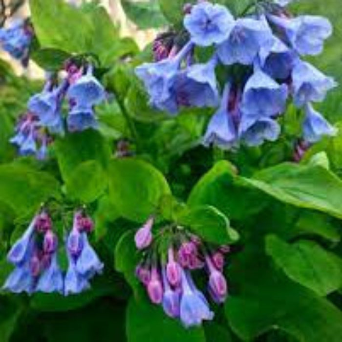 Mertensia Virginia Bluebell Seeds