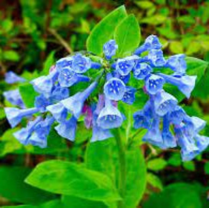 Mertensia Virginia Bluebell Seeds