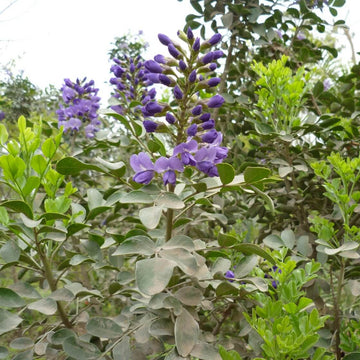 Mescal Bean Seeds