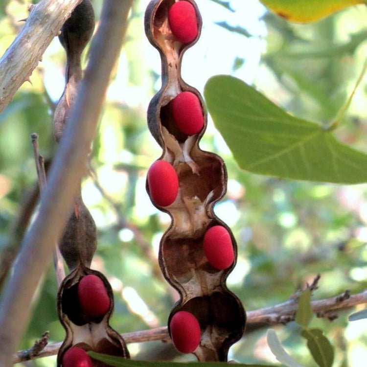 Mescal Bean Texas Mountain Laurel Seeds
