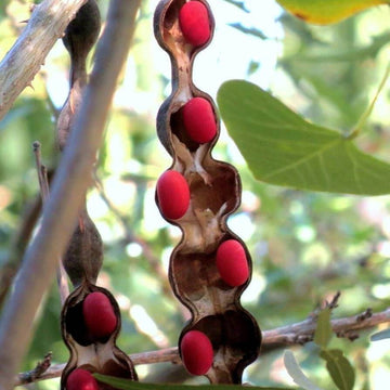 Mescal Bean Texas Mountain Laurel Seeds