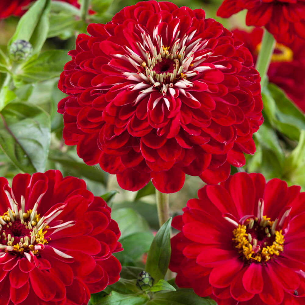 Meteor Zinnia Seeds - Flower Plant
