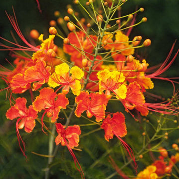 Mexican Bird of Paradise Seeds