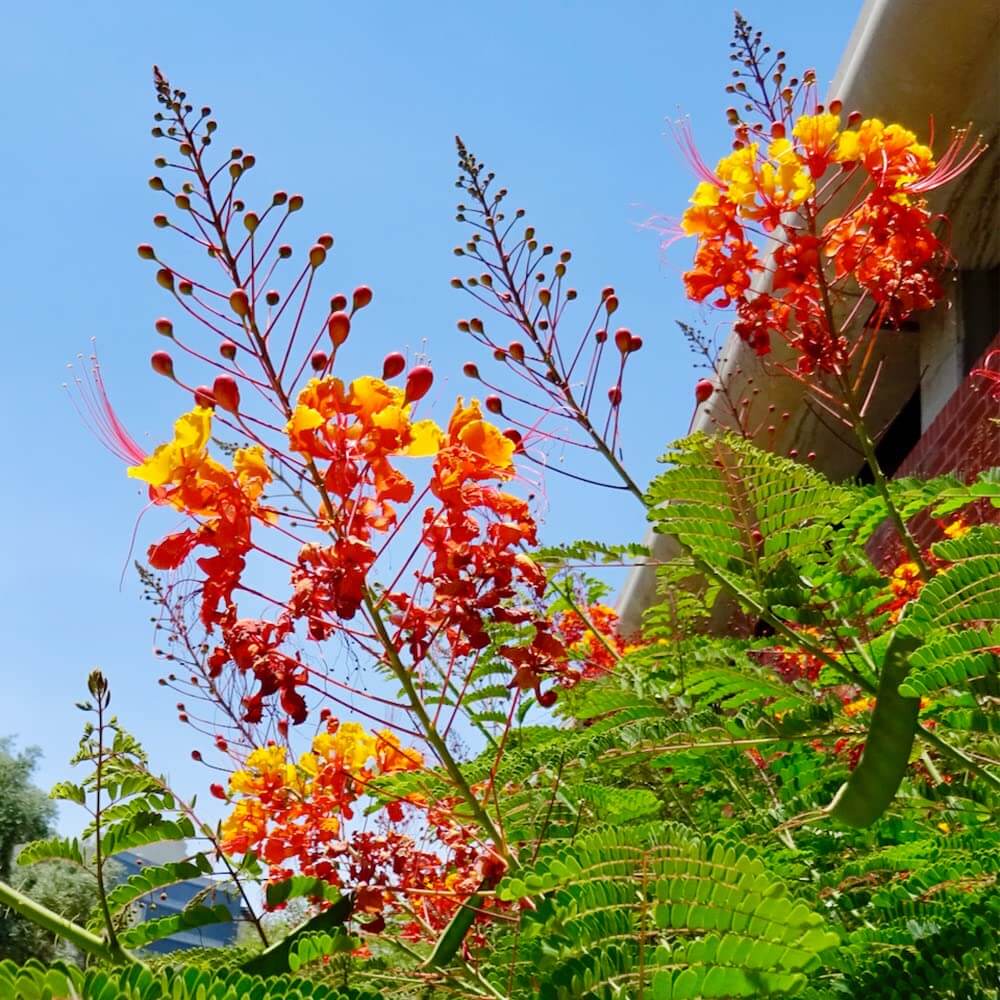 Mexican Bird of Paradise Seeds